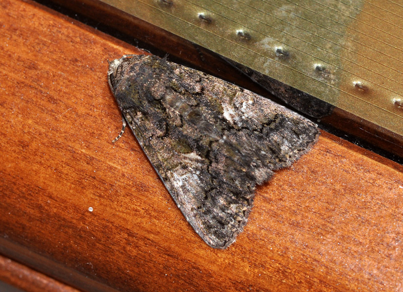 Aedia leucomelas? Si
